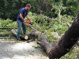 Best Fruit Tree Pruning  in Center Point, NM