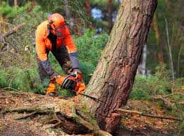 Lawn Pest Prevention in Center Point, NM