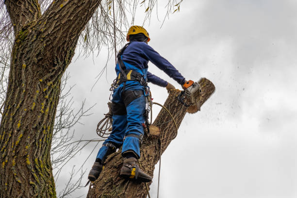 Best Tree Mulching  in Center Point, NM