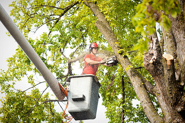 How Our Tree Care Process Works  in  Center Point, NM